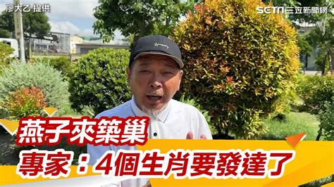 不讓燕子築巢|燕子築巢＝風水寶地 民俗專家：這「4個生肖」準備在。